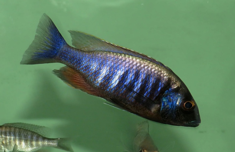 Placidochromis electra 'Gome'